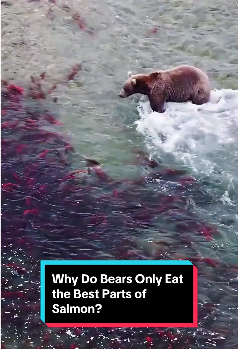 Why Do Bears Only Eat the Best Parts of Salmon? #BearFacts #DidYouKnow #foryou #knowledge #usa_tiktok