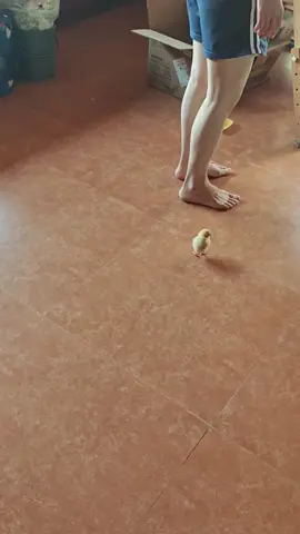 Chip chip 🐥🐣 #chicken #chipchip #viral #douyin 
