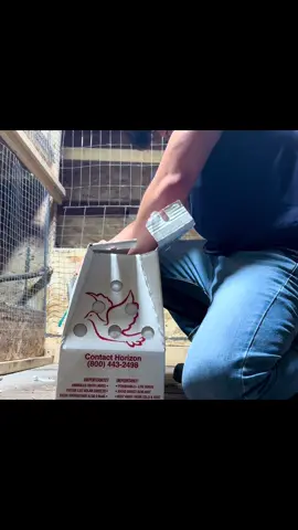 Unboxing Video. New chicken or pigeon?? 
