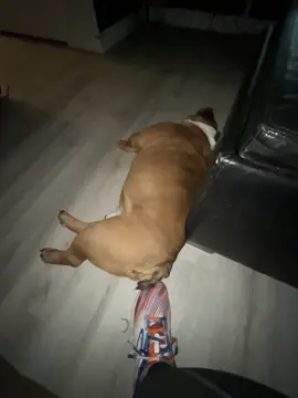 He’s fed up with me. #fyp #viral #bulldog @PetSmart 