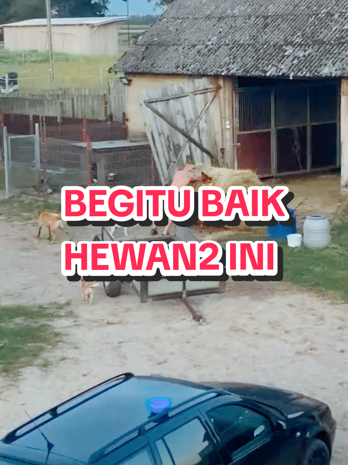 Baik sekali para hewani #unikseru #meme #unikbanget #videolucu #viralvideo 