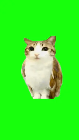 Meowl | Green Screen #meowl #cat #owl #meme #cute #newsoul #fyp 