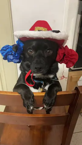 #viraltiktok #perro #viral_video_tiktok #fyp #perros 