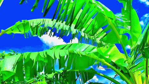 জলের সাথে তেল মিশে না তেমন দসা হলো🌿😅#প্রকৃতি #sky #unfrezzmyaccount #foryou #viralvideo @★彡 Ramjan 彡★ 
