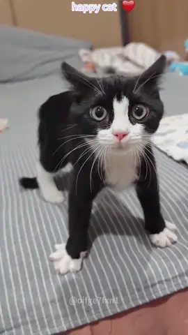 Funny cat #cat#funny video#funny cat#cat on TikTok#trending video