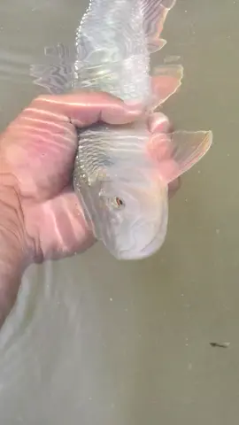 MƯƠNG KHỦNG #luresuoi #lurefishing #caucamuong 
