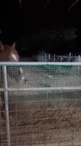 Come on over as we lead the herd into their cozy barn for the evening! Let's remind our horses that loitering is a no-go! 🐴✨ #NoLoitering #SmoothMovesRanch #FarmLife