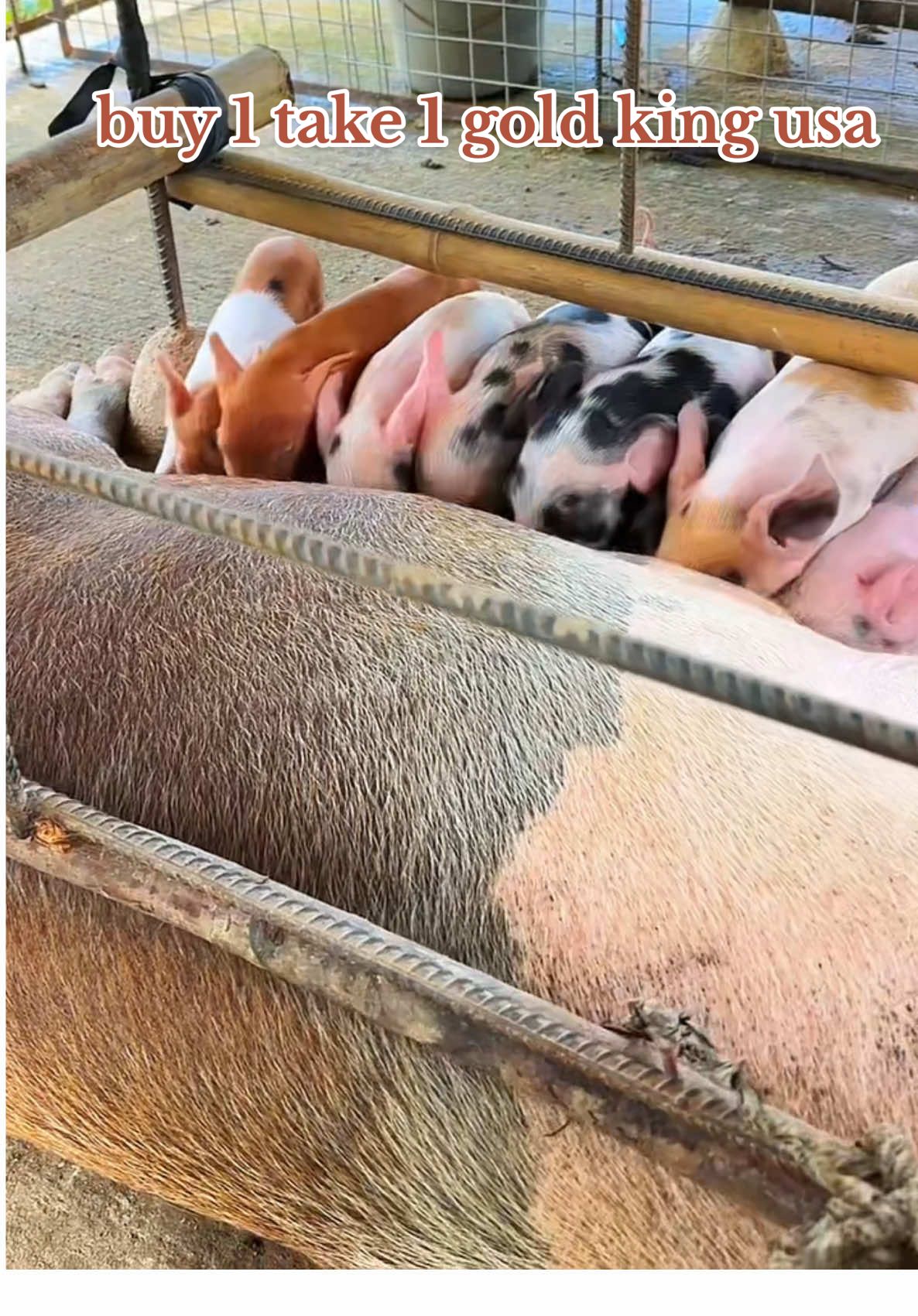 buy 1 take 1 gold king usa multivitamins #goldking #piggerybusiness #farmlife #pigfarming #fyp 