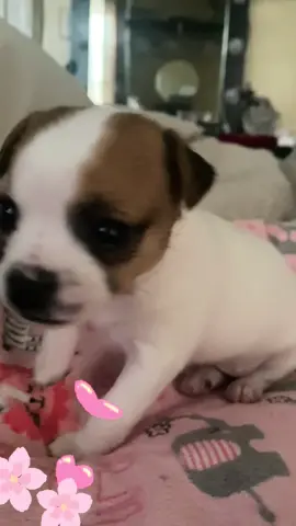 #miperrihija🐶 #Alana🌸 #jackchi🐾