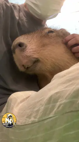 Happy and sleepy—she just needs a nap on the sofa.🌸💆‍♀️🌸 #capybara #カピバラ #水豚 #carpincho #카피바라 
