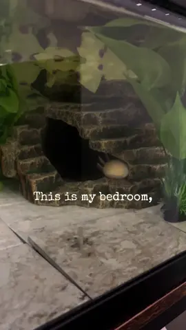 This is Jorts world, I just live in it. Should he get his own account? 🫣😍 Just finished putting together my dream tank for him! #axolotls #axolotl #axolotlmom #jorts #axolotltok 
