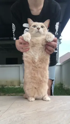 ดึ๋งๆ x 2 #futofamily #cat #ทาสแมว #แมวส้ม #สวนสัตว์tiktok 