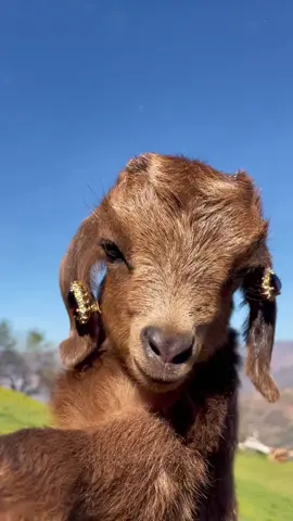 funny pygmy #kambinglucu #kambing #suarakambing #trending #fyppppppppppppppppppppppp 