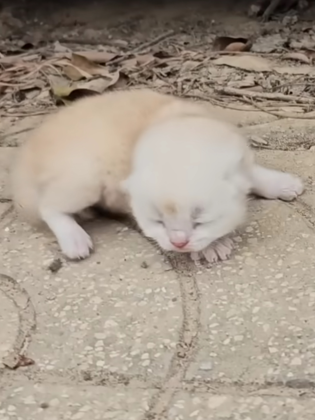 I heard kittens meowing on the side of the road. I looked for their mother but couldn't find her so I decided to adopt them.#animals #inamilsrecue