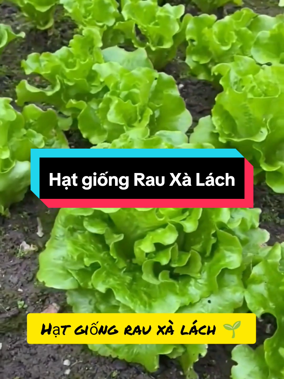 Hạt giống Rau Xà Lách #hatgiong #hatgiongrau #hatgiongxalach #xalach #muataitiktokshop 