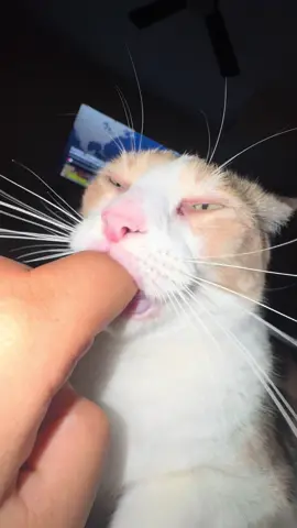 Jeeeeepers creeeepers 👻👻 #catsoftiktok #cat #fyp #brainrot #viral 