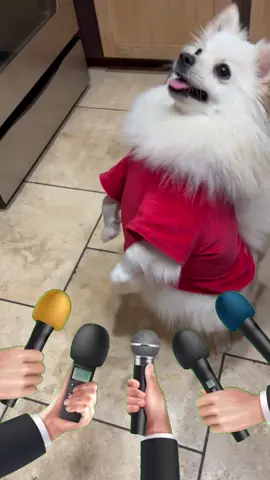 Tiene más del año con su costal de croquetas y nomás no las quiere 😆#MemeCut #Meme #MemeCut #pomeranian #fyp 