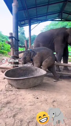 baru tau ternyata gajah,kecilnya kocak jg...nakal☺️ 🐘❤️🤗