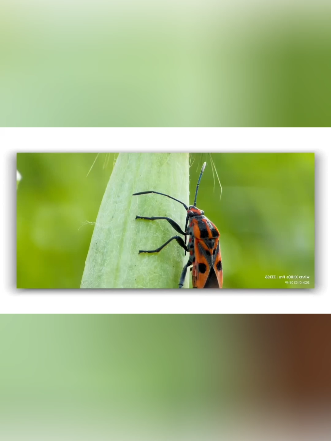 Super zoom camera for your phone