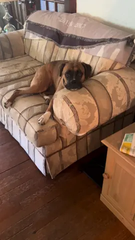 I love when Mazzies relaxed and so sweet!🤎🥰 #boxerdogs #boxerdogsoftiktok #girlboxerdog #boxerdog #dogsoftiktok 