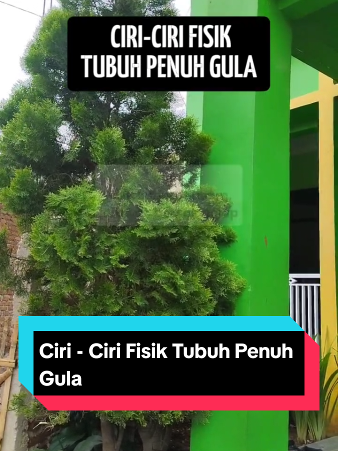 Ciri - Ciri Fisik  Tubuh Penuh Gula. #ciriciri #fisik #tubuhpenuhgula 