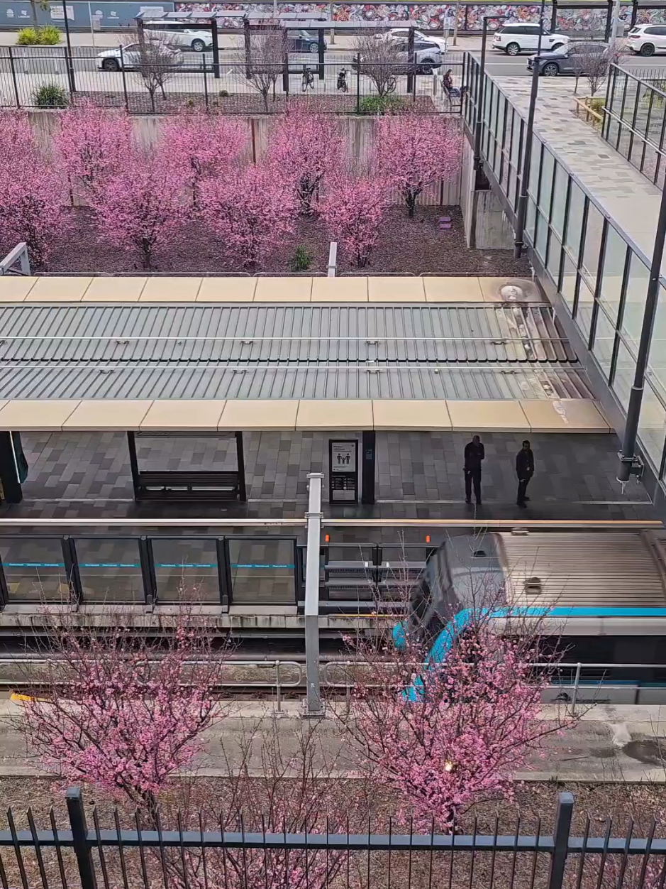 👉 You can’t miss this most beautiful metro station in Sydney 🌸 Cherry blossom is in full bloom at this hidden gem with a beautiful display around the station 😍 ‼️For more such amazing recommendations and hidden spots follow @aussies.upclose‼️ 📍Location: Cherrybrook Station #hiddengem #cherryblossom #thingstodo #sydneyguide @Sydney 