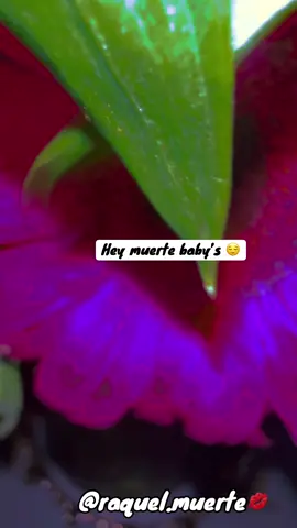 Fresh week fresh start !🤩 #miflaca #fypシ゚ #myqueen👑 #santamuertedevoteee #monday 