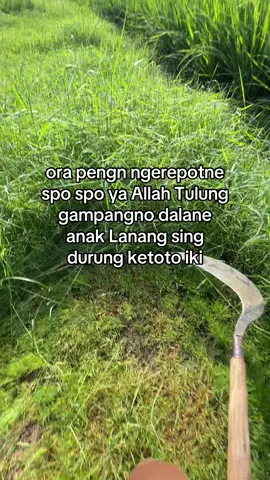 😊😇#peternak #amin #anaklanang #proses #sobatngaret #sobatngaretnusantara🔥🔥🔥 #sapijumbo