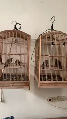 Ready burung cucak rowo sepasan anakan #fyp #burungjinak #cucakrowo