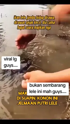 bukan sembarang lele ini mah guya #fyp#lele