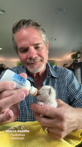 Noble and Tiffany… Perhaps someone wants to pre-adopt them together as a pair? Don’t miss out on the opportunity, get those applications in, see the link in my bio.#davidloop65 #fyp #cat #kittensoftiktok ##kitten@Maddie <3 @stefanie.lynn00 @Ashley Loop @Missy Ramos 