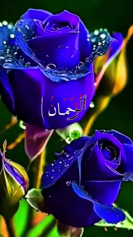 💞 Allah 💞 Allah 💞 Allah 💞