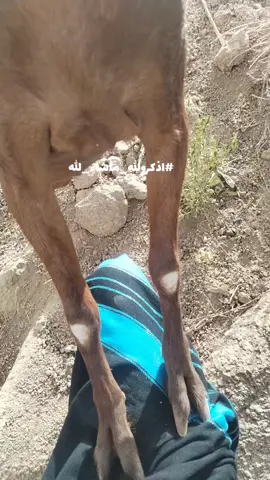 #اكسبلورexplore #اذكروالله_ماشاء_الله #اذكروالله_ماشاء_الله #اكسبلور #صنف_فاخر 