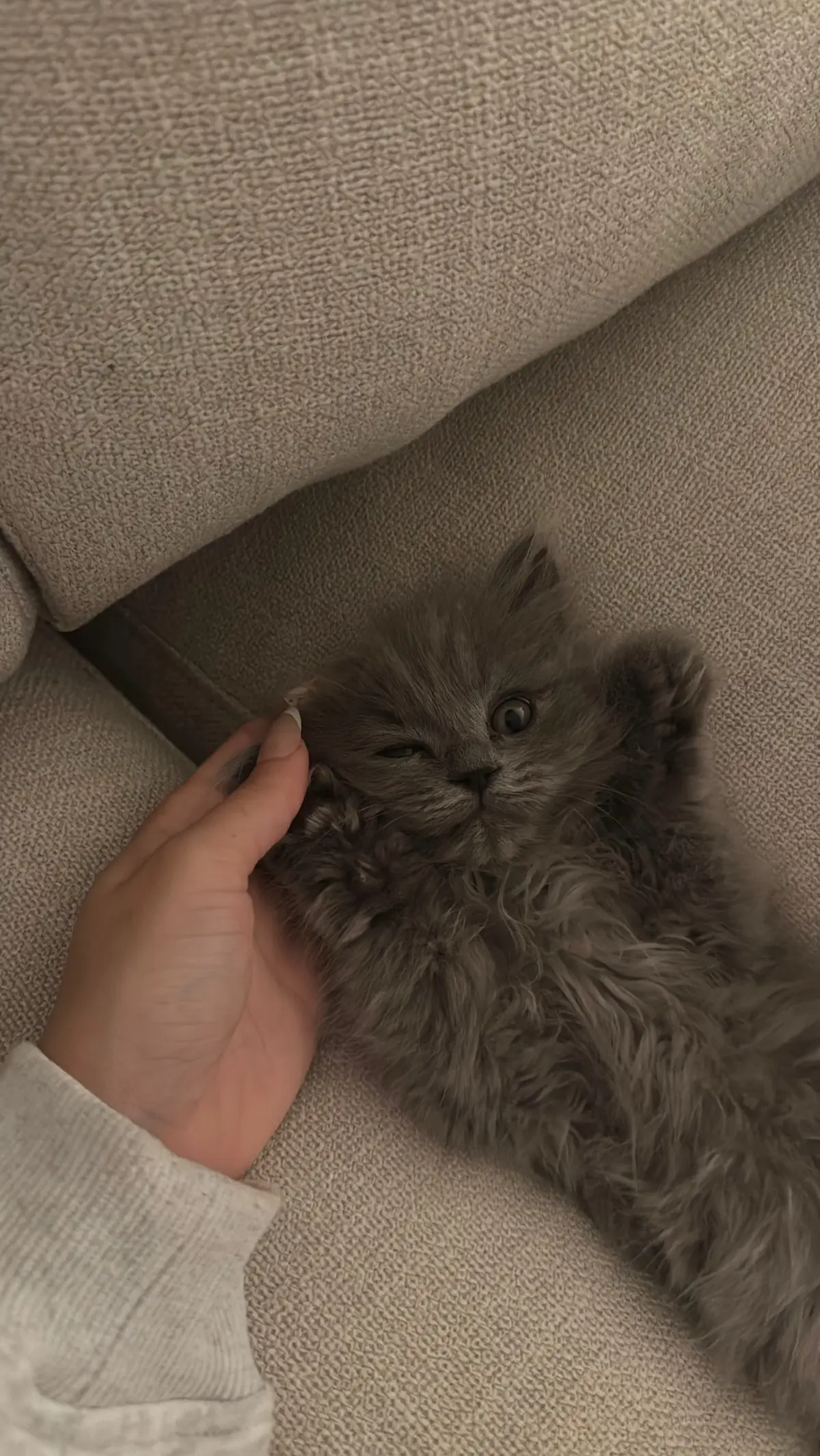 love being a boy mom 🥹 | #fyp #cat #kitten #catsoftiktok #persiancat 