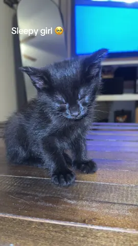 #cat #catsoftiktok 