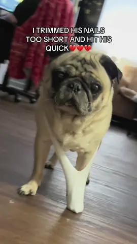 THEY HIT THE PENTAGON #pug #pugs #pugtok #fyp