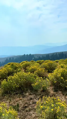 #Bittersweet #Kiki #montana 