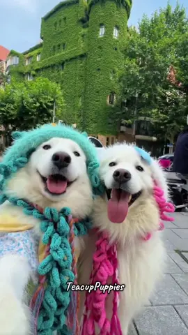Cute travel dog duo🥺😍❤️#dog #cutedog #puppy #puppies #travel 