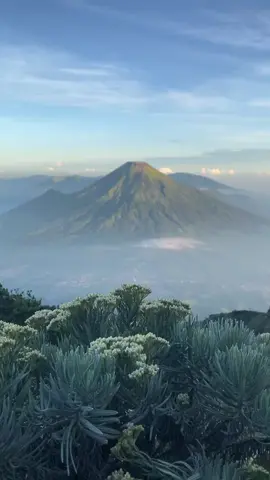 sumbing 23 agustus full cerahh 😍 #sumbingviagarung #sumbing3371mdpl #foryoupage #fyp #edelweiss 