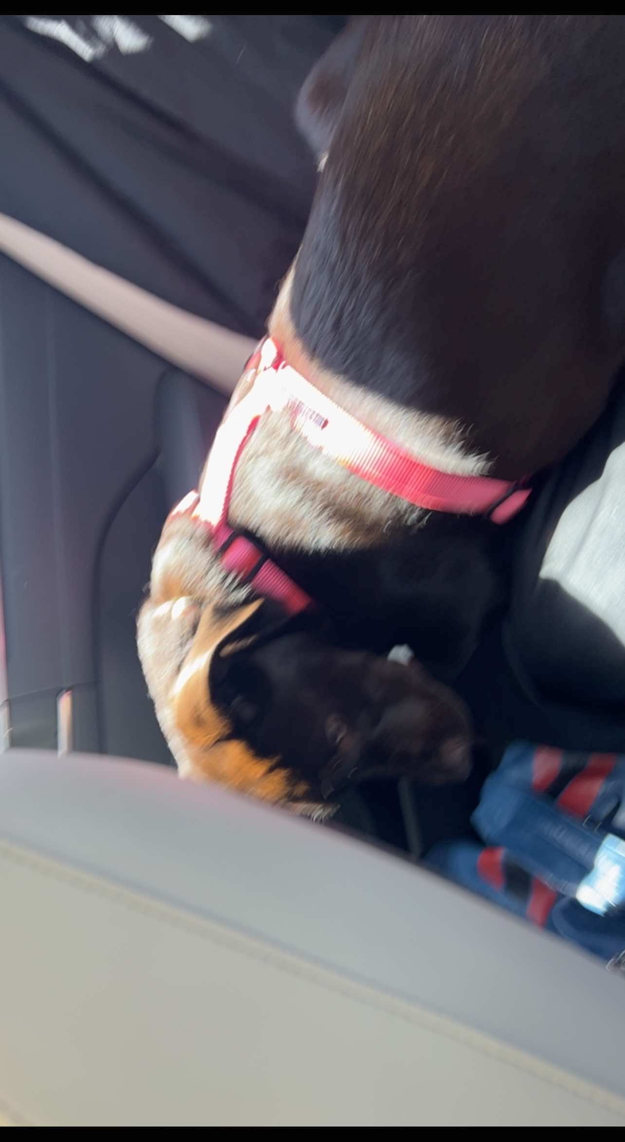 i miss puppy marley 🥹#labradorretriever #chocolatelab #labradorpuppy #puppy #dogsoftiktok 