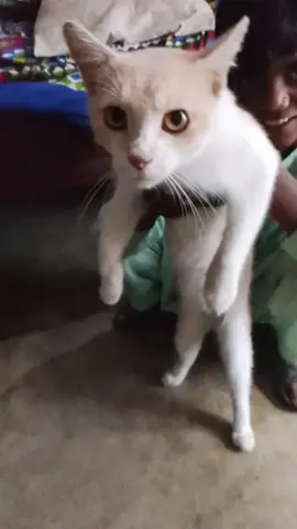 my cot video ko like Karen follow comment karo #tik #tik_tok #for#foru 