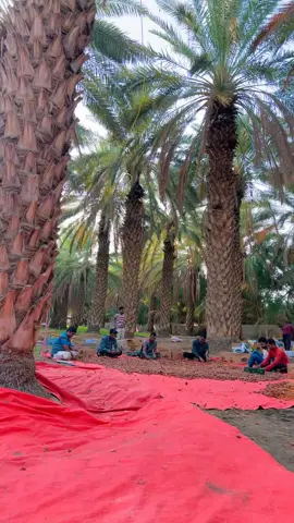 بيشه#اكسبلور_فولو #قطيع#يوميات #نخلة🌴 