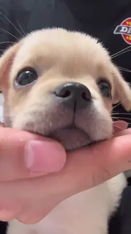 #子犬 #かわいい子犬 #子犬のいる生活 ##dog #cutedog 