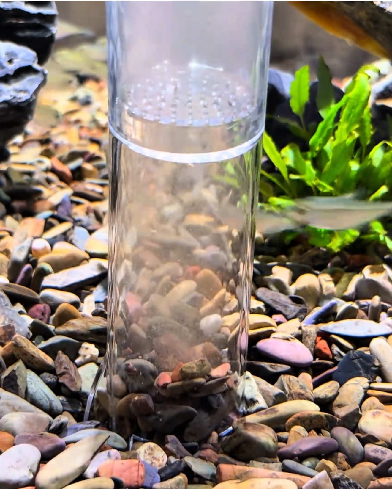 🐠 Nuôi cá cảnh mà không vệ sinh đáy bể thì nước nhanh đục, cá dễ bệnh 😥 👉 Giải pháp đơn giản: dụng cụ hút cặn đáy bể cá – vừa làm sạch phân cá, thức ăn thừa, vừa giữ cho nước trong veo, cá bơi khỏe mạnh. 💡 Ưu điểm: 	•	Hút cặn nhanh, sạch tận đáy 🌀 	•	Dễ sử dụng, phù hợp mọi loại bể cá 	•	Giúp duy trì môi trường sống trong lành cho cá Ai nuôi cá cảnh cũng nên có ngay 1 chiếc để chăm hồ cá dễ dàng hơn! 🐟✨ #hutcantdaybeca #vesinhbeca #nuoicacanh #dungcunuoica #beCaCanh