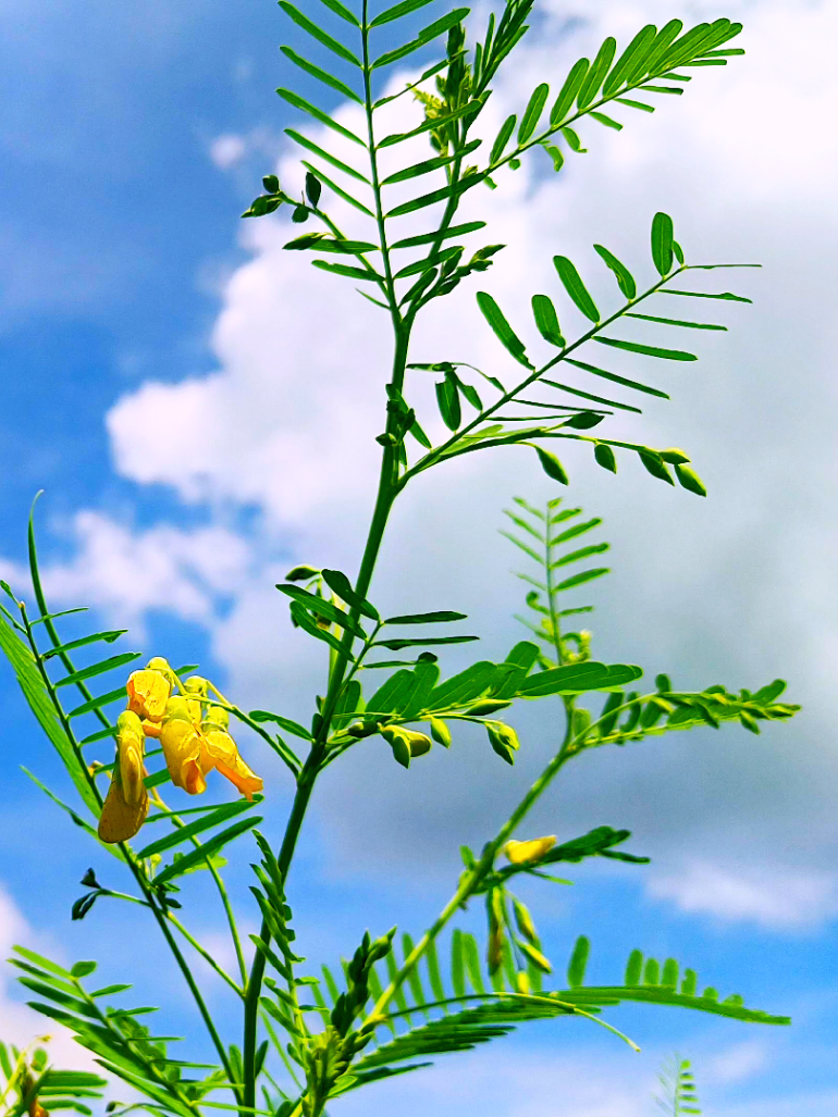 এত ভালবাসা গো জান, রাখিও আঁচলে