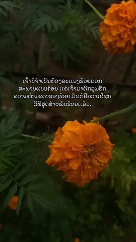 ເຈົ້າບໍ່ຕ້ອງລະເເວງດອກ#story #jingjo #ຟິດດດດ✨ #ຄໍາຄົມ 