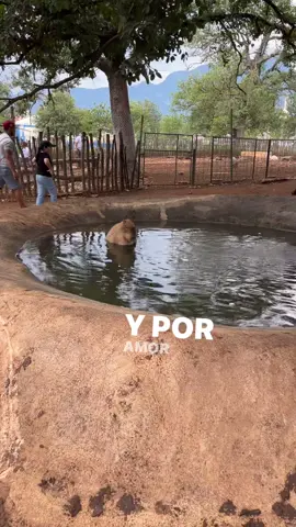 #mienemigoelamor #bioparqueestrella #capibara recuerden darle ❤️ y compartir 