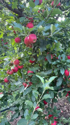 #mere #apple #fructe #healthy #romania      