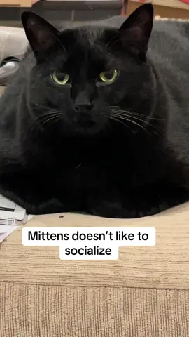 #drafts #funnycats #catsoftiktok #blackcat #polydactylcat 