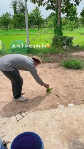 #วิธีจับไก่ต้ม😅